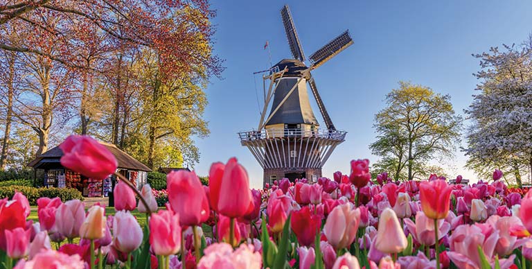 Pink tulips in front of the windmill in the Keukenhof Gardens, Netherlands